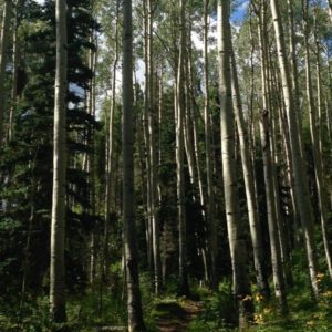 Quaking Aspen