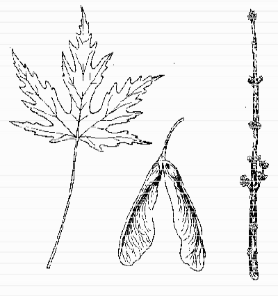 Silver Maple