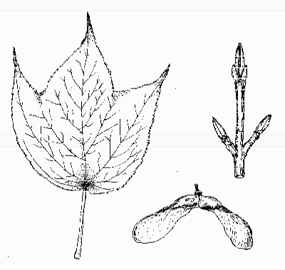 Striped Maple