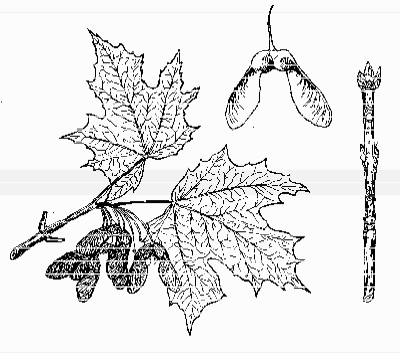 Sugar Maple