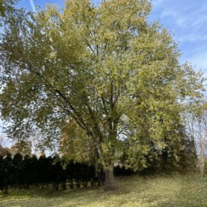 Oak