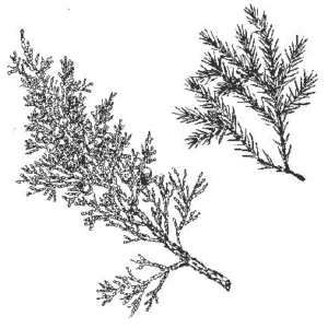Eastern Redcedar