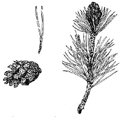 Scots Pine
